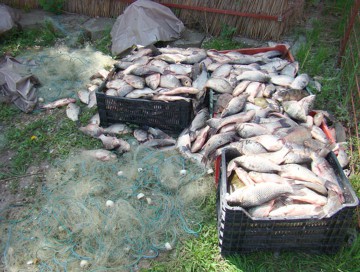 Braconaj piscicol pe canalul Lipoveni